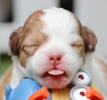 גור כלבים חמוד גור כלבים חמוד