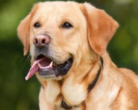 לברדור רטריבר לברדור רטריבר