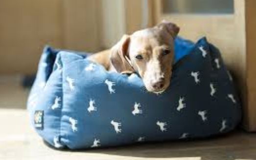 כלב שוכב על מיטה כחולה כלב שוכב על מיטה כחולה