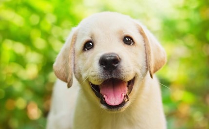 גור לברדור לבן גור לברדור לבן