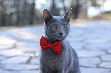 חתול רוסי כחול