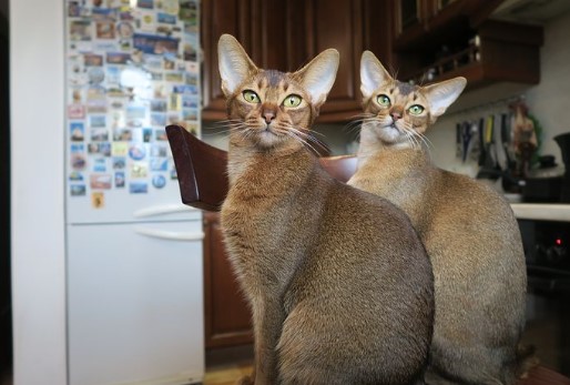 חתול אבינסי