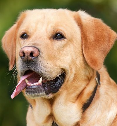 לברדור לבן לברדור לבן