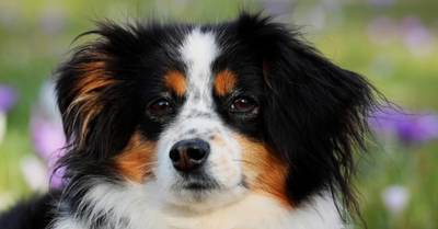 כלב רועה אוסטרלי כלב רועה אוסטרלי