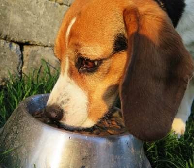 כלב אוכל כלב אוכל