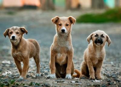 גורי כלב גורי כלב