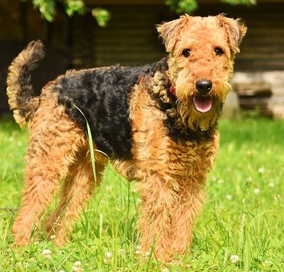 אירדייל טרייר בוגר אירדייל טרייר בוגר