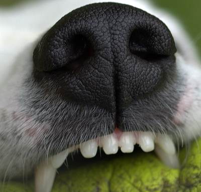 כלב עם כדור טניס בפה כלב עם כדור טניס בפה