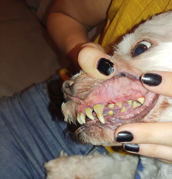 דלקת שיניים אצל כלבים כלב מלטז עם דלקת חניכיים ואבן שן