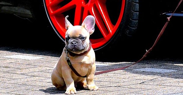 כלב בולדוג צרפתי כלב בולדוג צרפתי