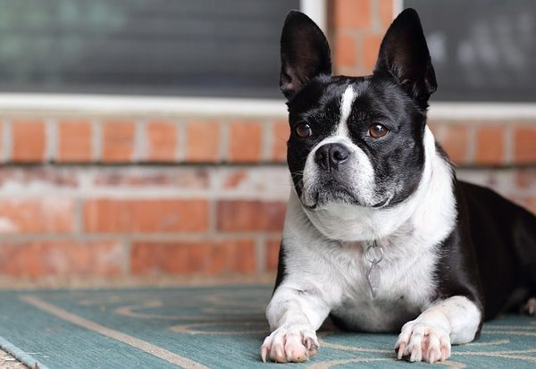 בולדוג צרפתי שחור לבן בולדוג צרפתי שחור לבן