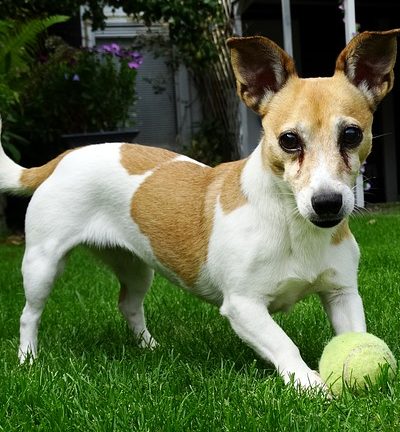 ג'ק ראסל משחק עם כדור טניס ג'ק ראסל משחק עם כדור טניס