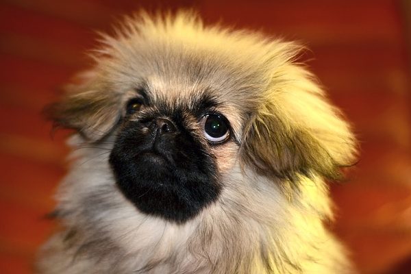 פקינז מרוכז בבעלים שלו פקינז מרוכז בבעלים שלו