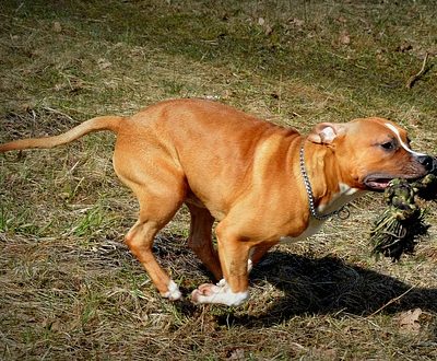 אמסטף רץ אמסטף רץ