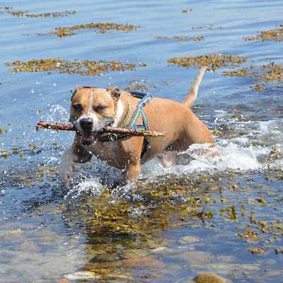 אמסטף חום אמסטף חום