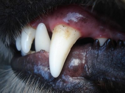 שיני כלב עם אבנית קלה שיני כלב עם אבנית קלה