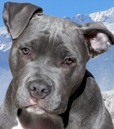 פיטבול אפור פיטבול אפור