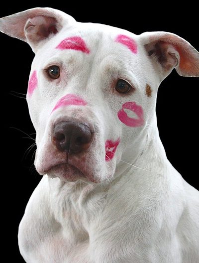 כלבת פיטבול מלאת נשיקות כלבת פיטבול מלאת נשיקות