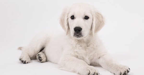 גור של גולדן רטריבר גור של גולדן רטריבר