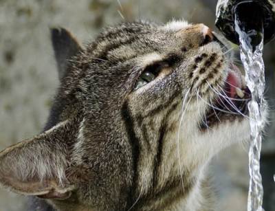 חתול שותה חתול שותה