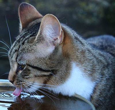 חתול שותה מים חתול שותה מים