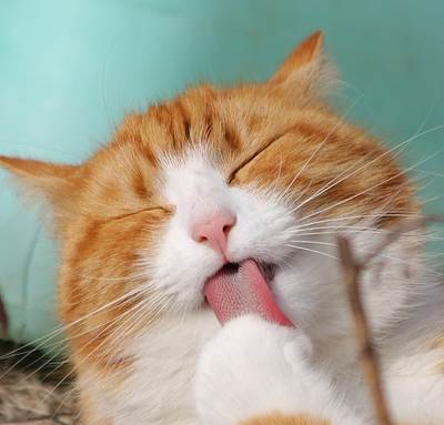 חתול מתלקק חתול מתלקק