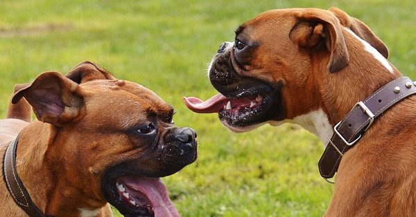 שני כלבי בוקסר על דשא שני כלבי בוקסר על דשא