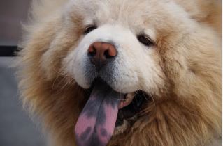 צ'או צ'או עם לשון צבעונית עם כתמים צ'או צ'או עם לשון צבעונית עם כתמים