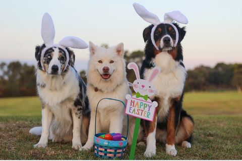 שלוש כלבים שלוש כלבים