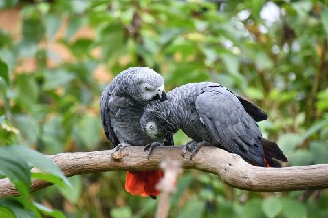 תוכי אפרור אפריקאי תוכי אפרור אפריקאי