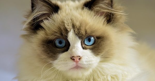 חתול יפיפה עם עיניים כחולות חתול יפיפה עם עיניים כחולות