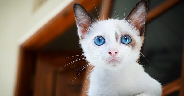 גור חתולים בודק את הבית החדש שלו גור חתולים בודק את הבית החדש שלו