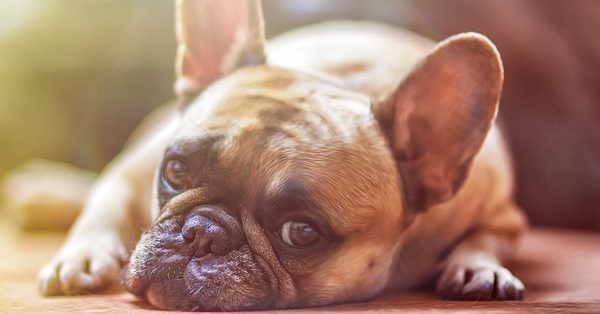 בולדוג צרפתי חום בולדוג צרפתי חום