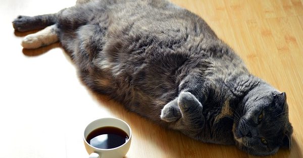 חתול אפור שסובל מעודף משקל חתול אפור שסובל מעודף משקל