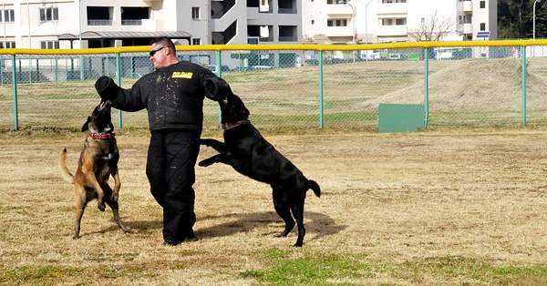 אילוף כלבים מתקדם לתקיפה אילוף כלבים מתקדם לתקיפה