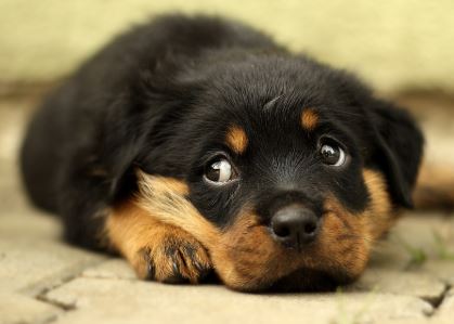 גור כלבים שוכב גור כלבים שוכב