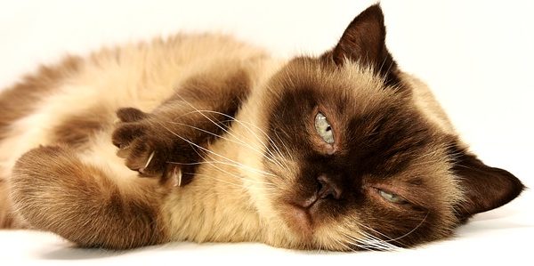 חתול יפיפה עם עיניים ירוקות חתול יפיפה עם עיניים ירוקות