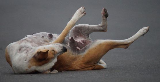 מתי לקחת את הכלב לוטרינר? כלב שוכב על הכביש