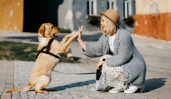 כלב לברדור נותן כיף כלב לברדור נותן כיף