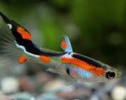 דגי גופי דגי גופי