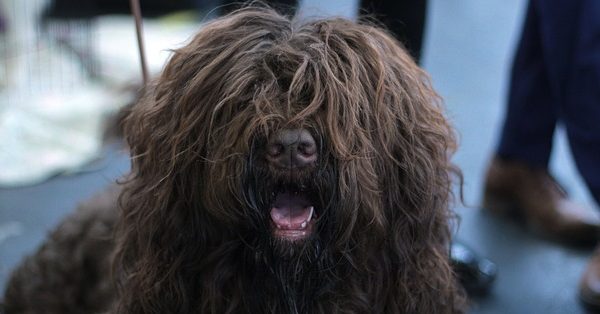 כלב שחור עם הרבה פרווה כלב שחור עם הרבה פרווה