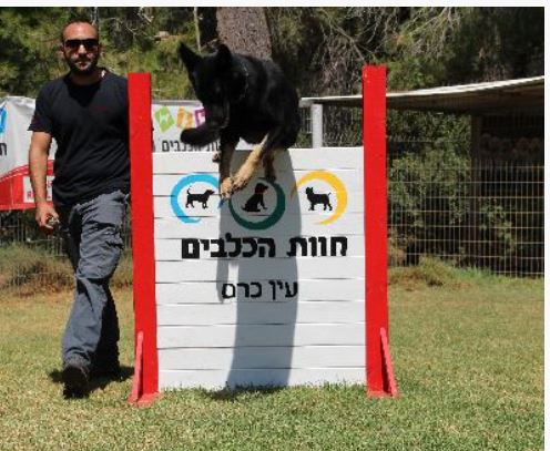 אילוף כלבים מקצועי אילוף כלבים מקצועי