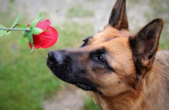 למה לכלבים יש אף רטוב? כלב מריח פרח