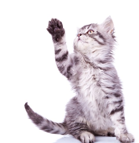 הצילו! חתול שורט