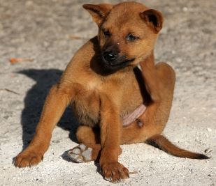 סקביאס כלבים כלב מתגרד