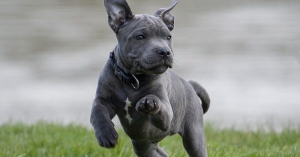 גור כלבים אפור גור כלבים אפור