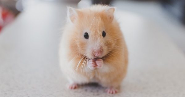 אוגר סיבירי - המדריך המלא לגידול