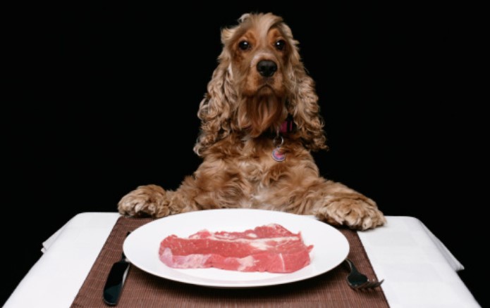 בשר נא ומזון גולמי לכלבים-מה חייבים לדעת ?