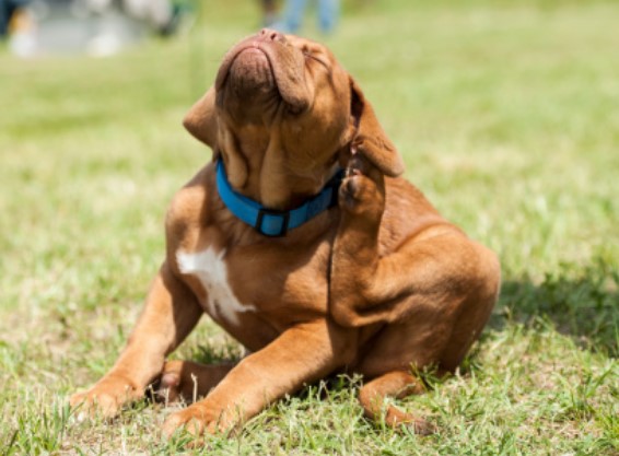 איך לשים לכלב תרסיס נגד פרעושים וקרציות?