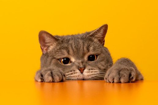 ייחום חתולות – מה צריך לדעת?